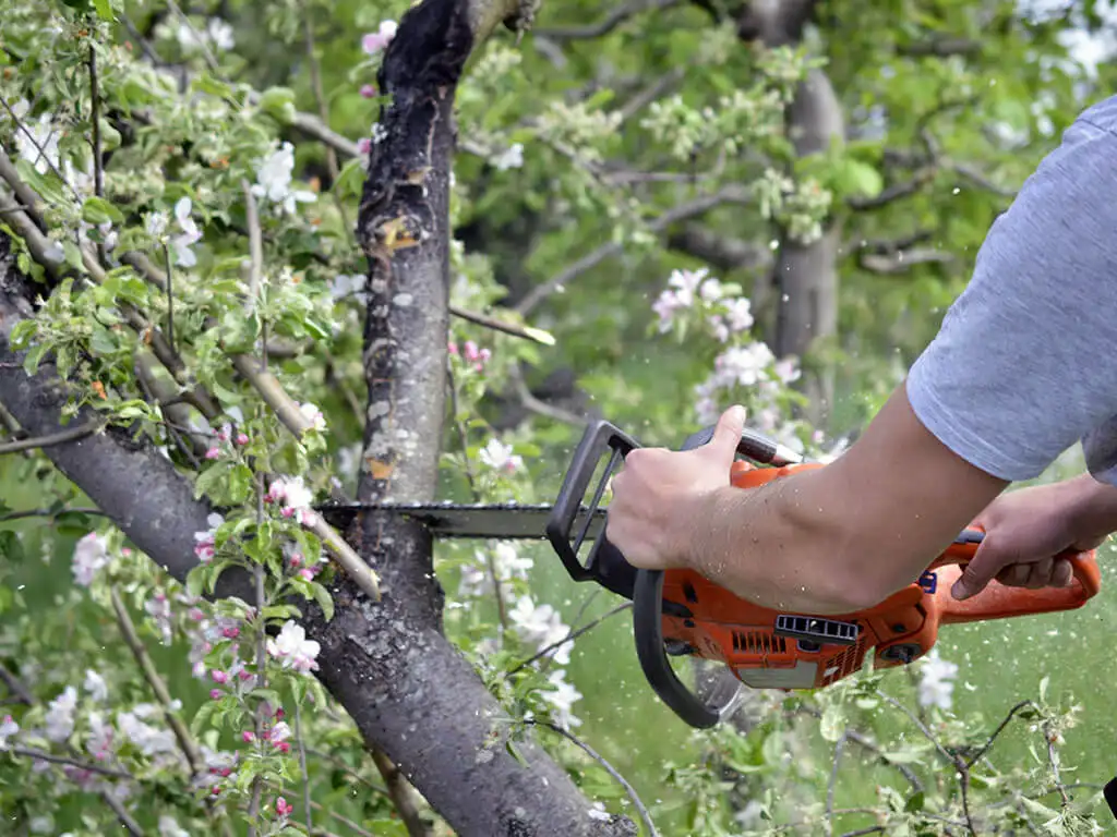 Élagage d’arbres en Gironde (33)