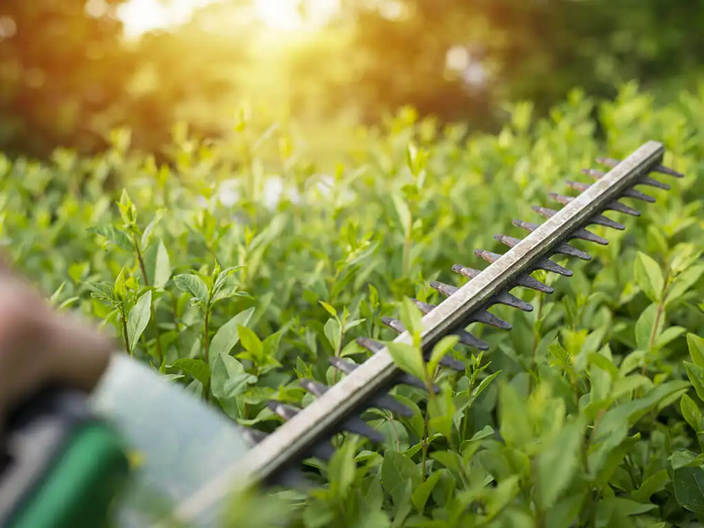 Taille de haies et arbustes